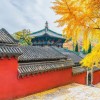 兰妹精选的头像