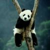 惜月助眠的头像