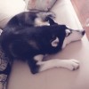 小晚声控助眠的头像