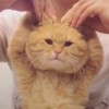 助眠相声的头像