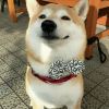 DD解压助眠的头像
