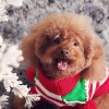 小小ASMR助眠站的头像