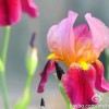 四月天-月（招女徒）的头像