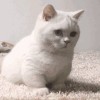 婷婷读书的头像