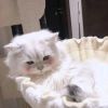 若南的头像