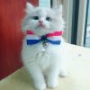 杨小甜的头像