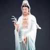 你的碟碟的头像