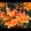 七七晚安（Asmr声控助眠）的头像