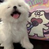 小香甜甜的头像