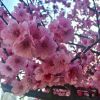 菜 菜的头像