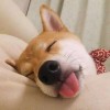 星有野的头像