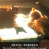 小希与阿树的头像