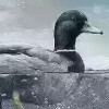 娜白的头像