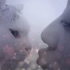鸢尾与少年的头像