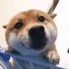 薇薇安aa的头像