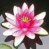 染染老婆今日安否的头像