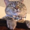 小猫当大王的头像