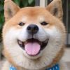 冒险彤彤的头像