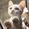 巨鲨-阿刃【猴子导师】的头像