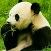 集梦阿乐【布弟】1995的头像