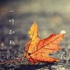 狼队萝卜的头像