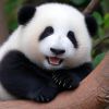 520-啥也不是的头像