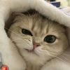 小小小辰辰呀的头像