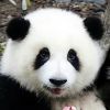 小玖爱动漫的头像