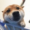 钮钴禄小娱的头像