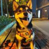 阳台哥的头像