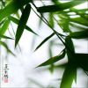 薄荷·COFFEE的头像