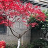 寒宝宝（张力）的头像