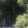 超级熊出击的头像