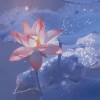 林白的头像