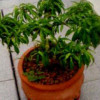 憨憨熙🧢的头像
